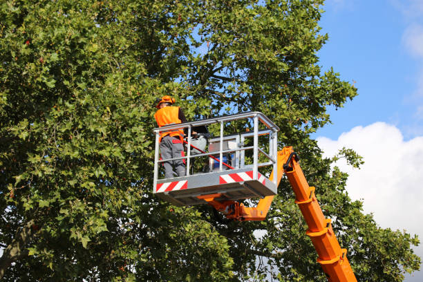 Trusted Tehachapi, CA Tree Care Services Experts